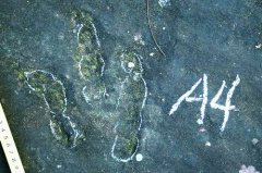 澳门美高梅网站 蜥脚类足迹共发现9个