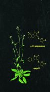 澳门美高梅官网揭示了独脚金内酯调控植物分枝数目、叶片伸长和花色素苷积累