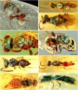 澳门美高梅网站琥珀化石揭秘一亿年前昆虫的真实色彩